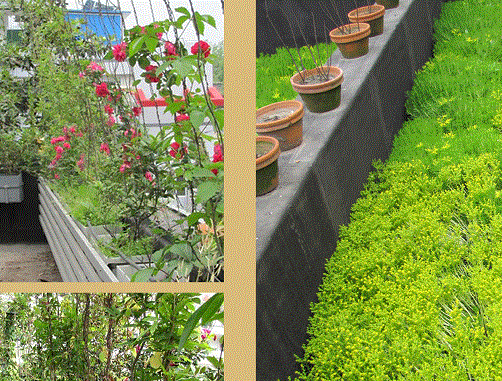 屋顶花园绿化技术和四大要点