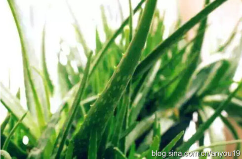 懒人植物推荐 懒人植物推荐