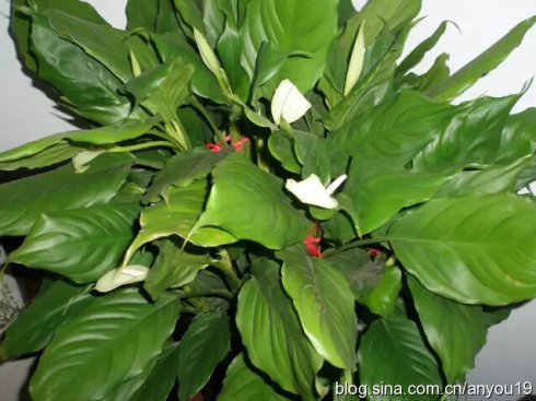懒人植物推荐 懒人植物推荐