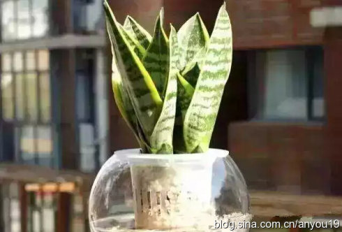 懒人植物推荐 懒人植物推荐