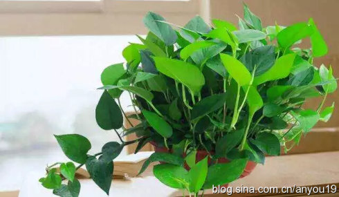 懒人植物推荐 懒人植物推荐